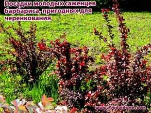 Pe măsură ce plantele sunt propagate prin butași verzi, site-ul de grădină, cabana și plante de apartament