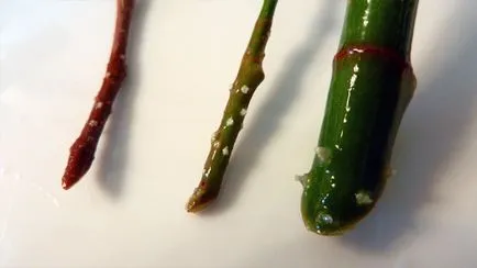 După cum ficus se propaga în moduri diferite butași foaie (butași) Cât de multe moduri de a propaga butași de frunze Ficus