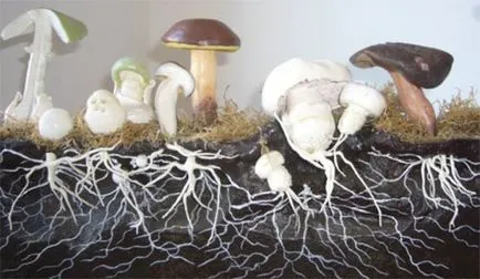 Cum de a rasa ciuperci, ciuperci Enciclopedia (specii de fungi) Cum de a rasa ciuperci, ciuperci Encyclopedia