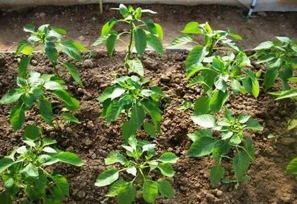 Cum să planteze ardei într-un sistem de seră și tehnologia dreapta, video și fotografii