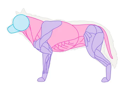 Cum să atragă un animal de câine, lupi și anatomia lor