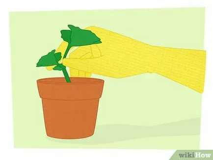 Cum de a multiplica plantele