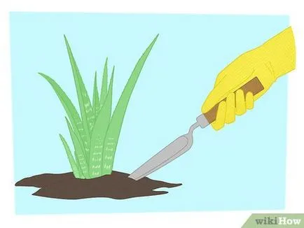 Cum de a multiplica plantele