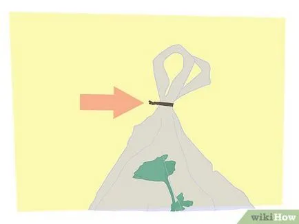 Cum de a multiplica plantele