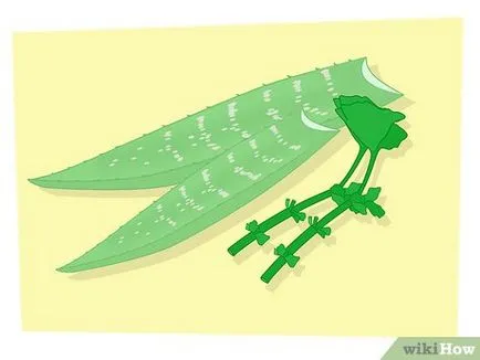 Cum de a multiplica plantele