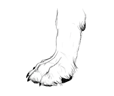 Cum să atragă un animal de câine, lupi și anatomia lor