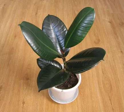 După cum ficus se propaga în moduri diferite butași foaie (frunză) Cât de multe moduri de a propaga butași de frunze Ficus