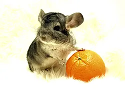 Chinchilla mănâncă Chinchilla mănâncă