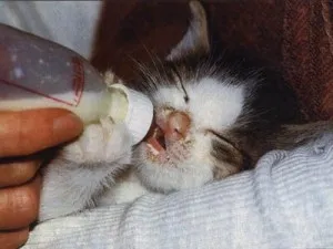 Cum să se hrănească pisicuțe săptămână Cum să se hrănească pisicuțe săptămână