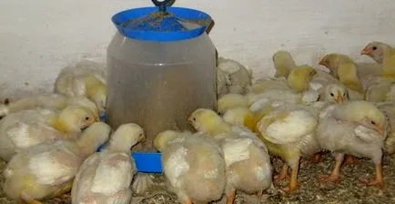 Hrănirii puilor găini