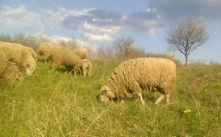 Ce să se hrănească oile