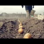 Ca plantă cincea în zona suburbană (plante site-ul țară) Cum să planteze tuia pe un site țară
