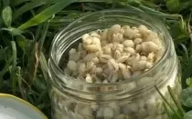 Cum de a face must de momeli pentru pescuit acasă (de pescuit) Cum de a face must de momeli pentru pescuit acasă