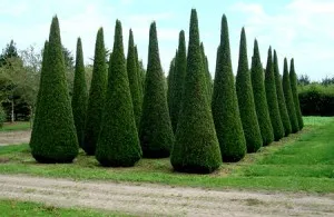 Ca plantă cincea zonă suburbană (porțiune) Cum să planteze tuia pe un site țară