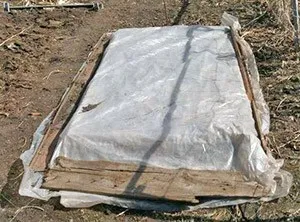 Cum să planteze castraveți în seră face corect (video) Cum să planteze castraveți în seră face corect