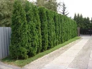 Ca tuia plantelor la cabana de vară (tramvai) Cum să planteze tuia pe un site țară
