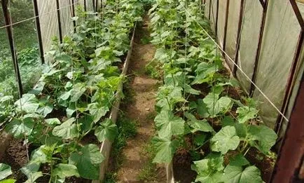Cum de a pune castraveți în seră fac dreapta (plante) Ca plantarea castraveți într-o seră face ceea ce