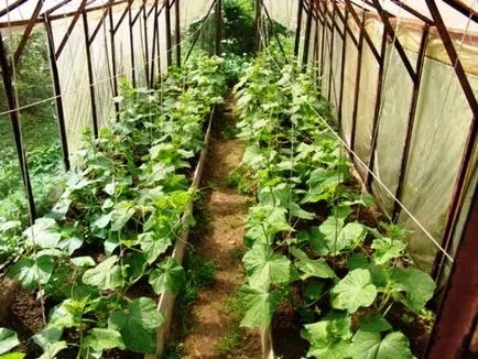 Cum să planteze castraveți în seră face corect (castravete în seră) Cum să planteze castraveți în a face o seră drept