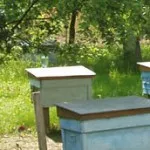 Cum sa faci tulpini de albine, apicultura practică (cadre de ieșire de albine) Cum sa faci tulpinile de albine, practica apicultura