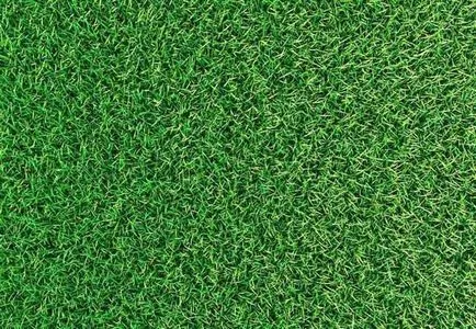 Cum de a face un gazon verde și mai verde