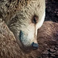 La fel ca ursul doarme în groapa și de ce un urs suge laba