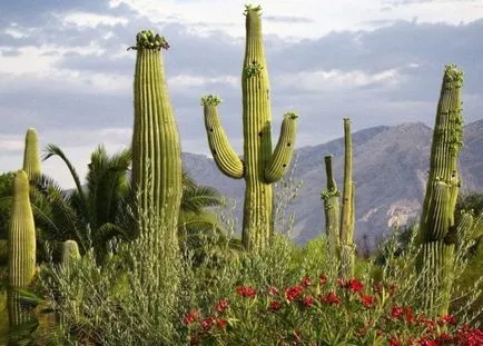 Cactusii - istorie, clasificare, utilizare, foto (poze) Cactusii - istorie, clasificare, utilizare, fotografie