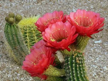 Cactusii - istorie, clasificare, utilizare, foto (clasificare) Cactusii - istorie, clasificare, utilizare, fotografie