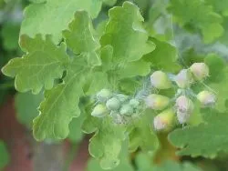Ce fel de rostopască de plante