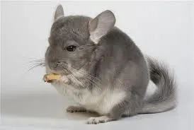 Chinchilla mănâncă