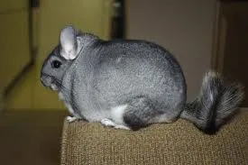 Chinchilla mănâncă