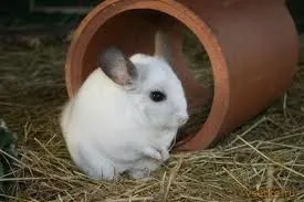 Chinchilla mănâncă