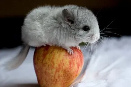 Chinchilla mănâncă Chinchilla mănâncă
