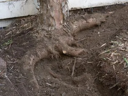 Decât să distrugă plantele
