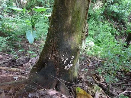 Decât să distrugă plantele