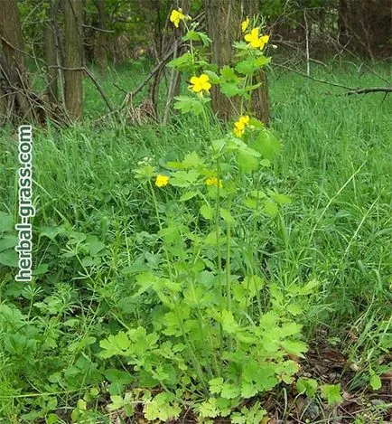 Ce fel de rostopască de plante
