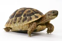 Cum să aibă grijă de o broască țestoasă la domiciliu (Turtle) Cum să aibă grijă de o broască țestoasă la domiciliu