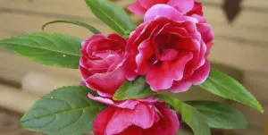 Cum să aibă grijă de casa de flori Impatiens