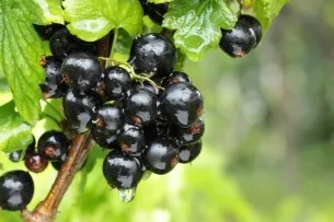 Cum să aibă grijă de trandafiri în grădină