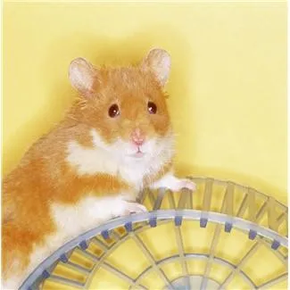 Cum să aibă grijă de hamster