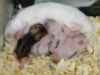 Cum să aibă grijă de hamsteri nou-născuți