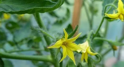 Cum să aibă grijă de tomate, atunci când înfloresc