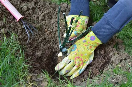 Cum să aibă grijă de trandafiri în grădină