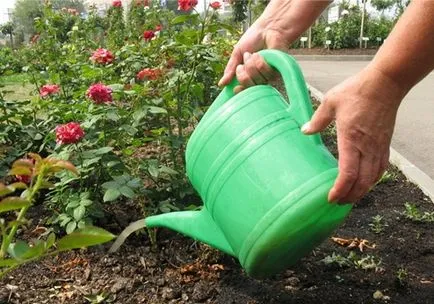 Cum să aibă grijă de trandafiri acasă și din stradă pentru a obține flori frumoase