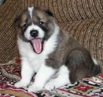 Cum de a alege Husky puppy dreapta