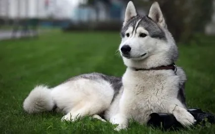 Cum sa alegi un catelus husky pentru o sedinta video (de vânătoare) Cum sa alegi un catelus husky pentru video de vânătoare