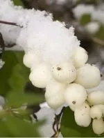 Cum să crească din semințe de kiwi