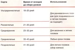 Cum să crească ridichi în țară (să crească) Cum să crească ridichi în țară
