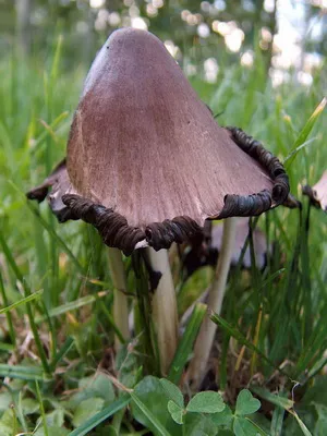 Ca ciupercile sălbatice cresc în grădina de plantare și cultivarea ciupercilor în țară (pădure) Ca ciupercile sălbatice cresc în grădina de plantare și cultivare de cabana ciuperci