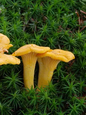 Ca ciupercile sălbatice cresc în grădina de plantare și cultivarea ciupercilor în țară (ciuperci) Ca ciupercile sălbatice cresc în grădina de plantare și cultivare de cabana ciuperci
