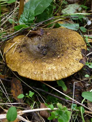 Ca ciupercile sălbatice cresc în grădina de plantare și cultivarea ciupercilor în țară (cresc) Ca ciupercile sălbatice cresc în grădina de plantare și cultivare de cabana ciuperci